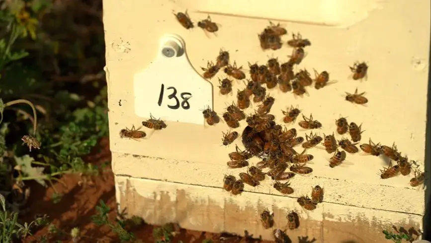 bees flying around a hive