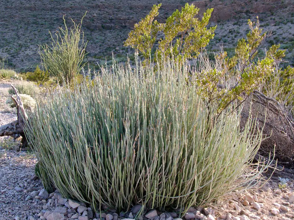 candelilla plant growing in arid climate