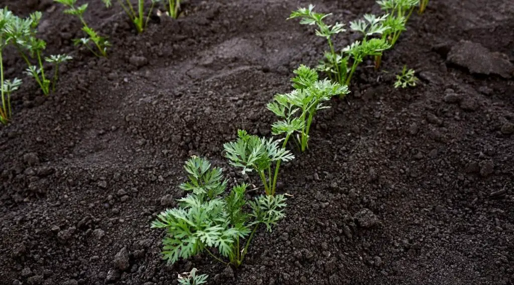 carrot plants growing in soil