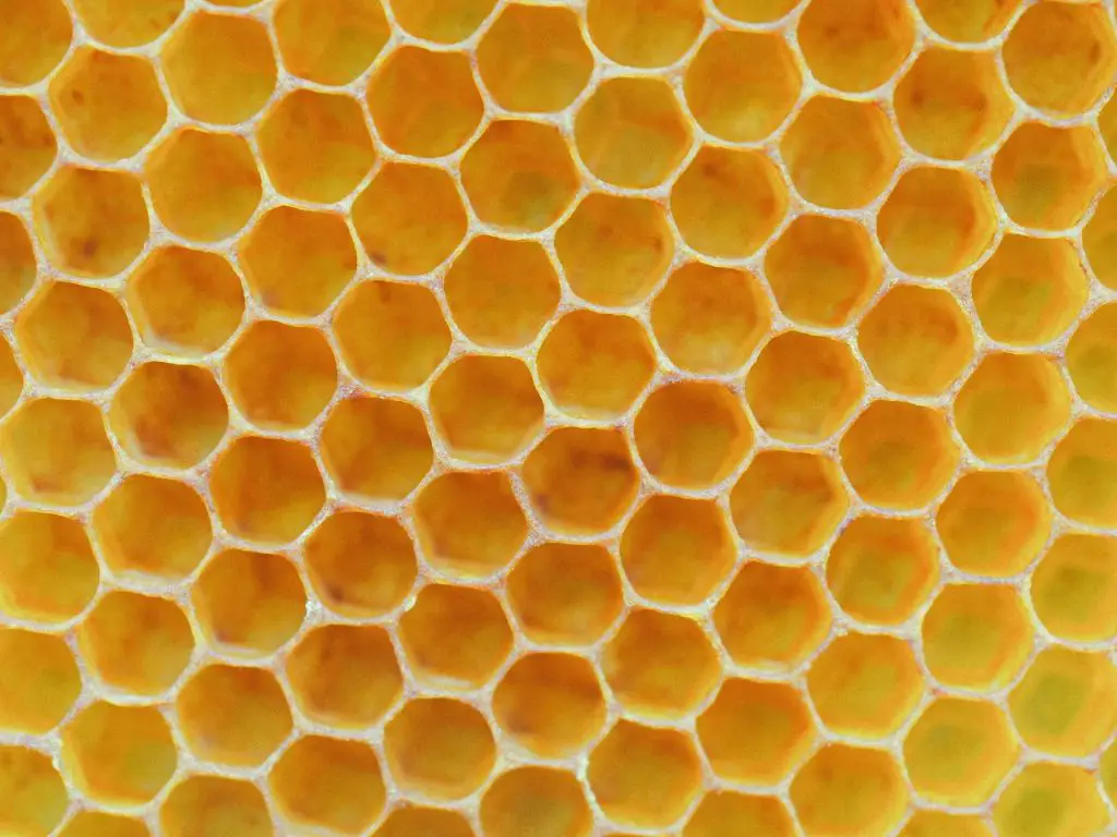 hexagonal beeswax cells from a honeycomb