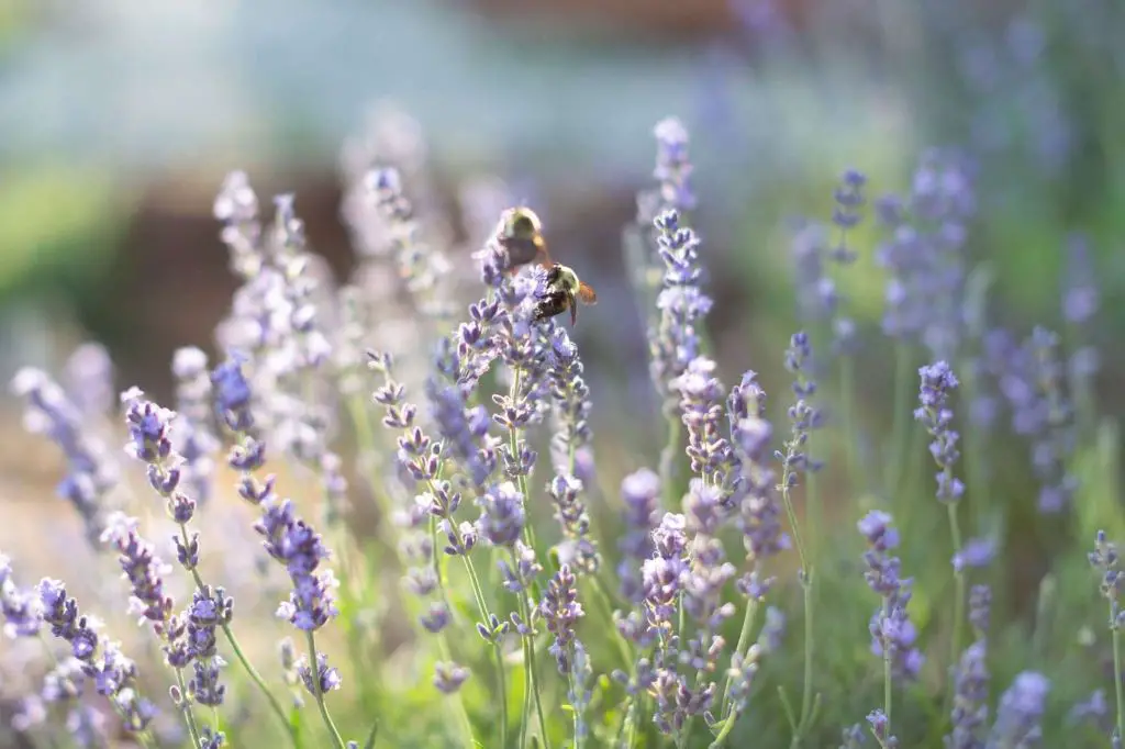 lavender growing in a garden