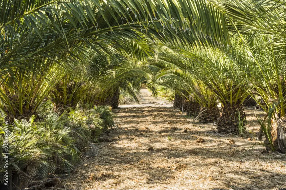 rows of palm trees on a plantation