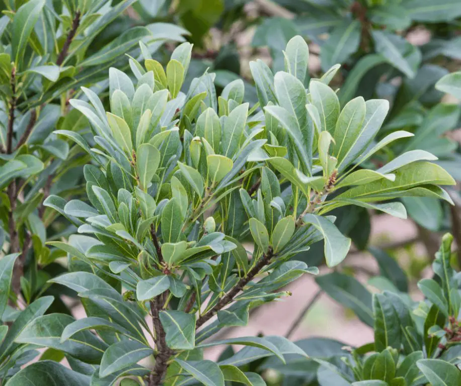 a bayberry shrub with waxy grey-green berries that are used to make bayberry candles