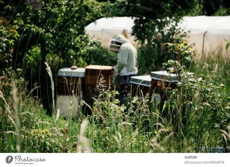 How Do You Get Beeswax From Bees?