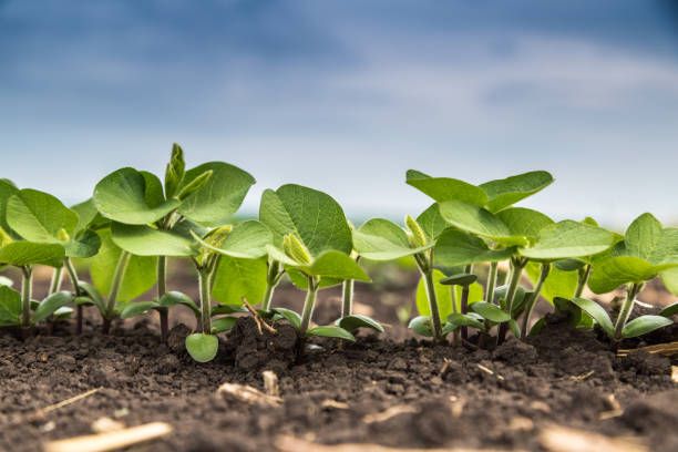 a close up image of soybean plants growing in a field.
