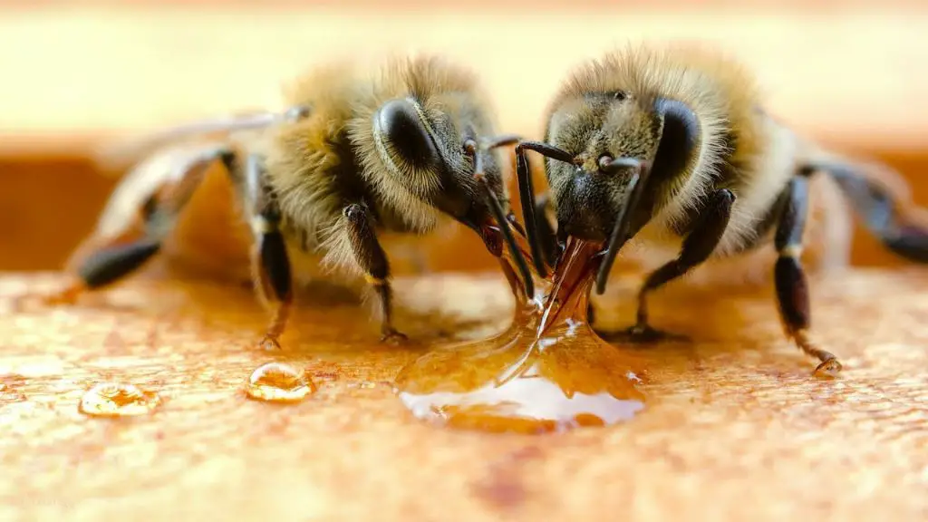 a honeybee collecting wax