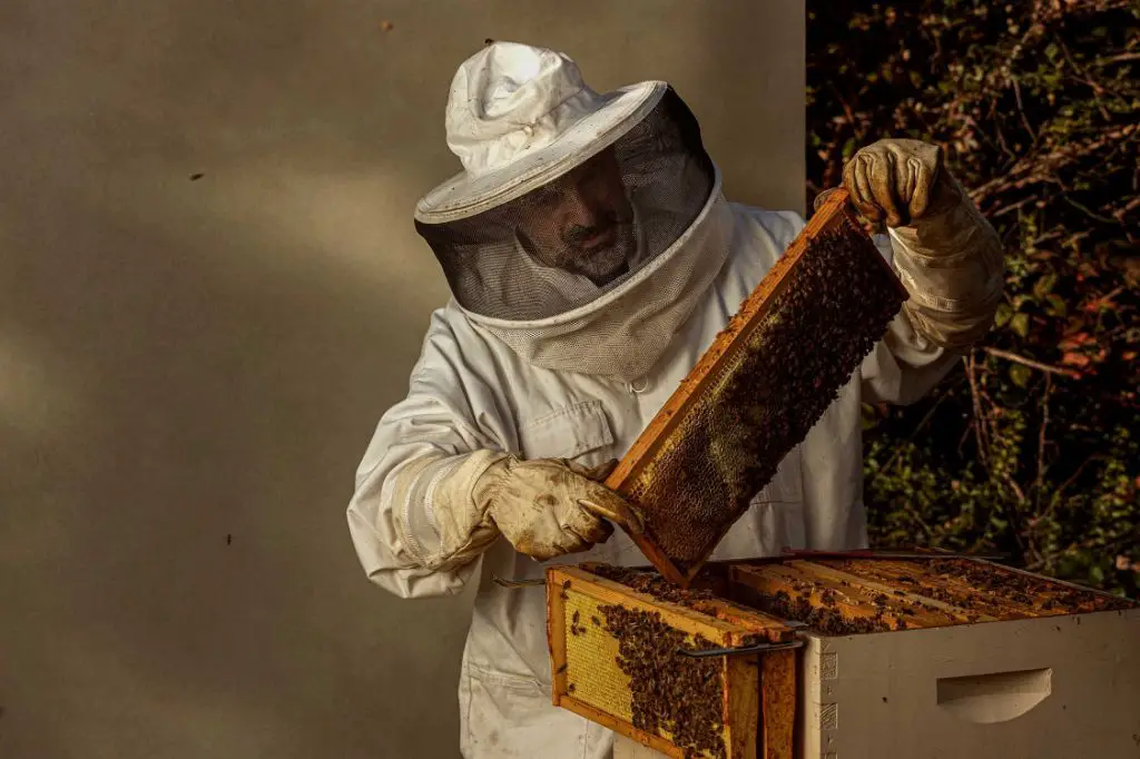 a man in a beekeeper suit inspecting a honeycomb frame by candling it with a flashlight