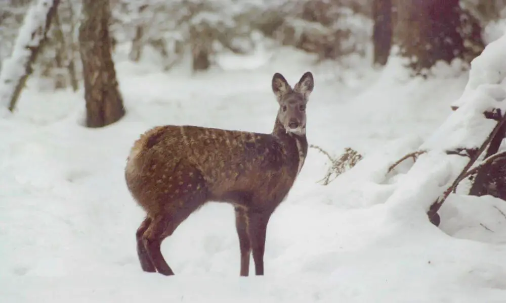 a musk deer in a forest environment.