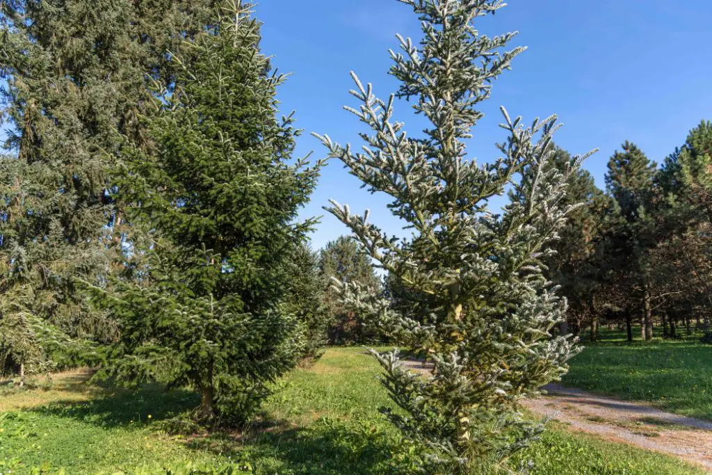 a person scoping out the ideal partially shaded planting location for a balsam fir tree