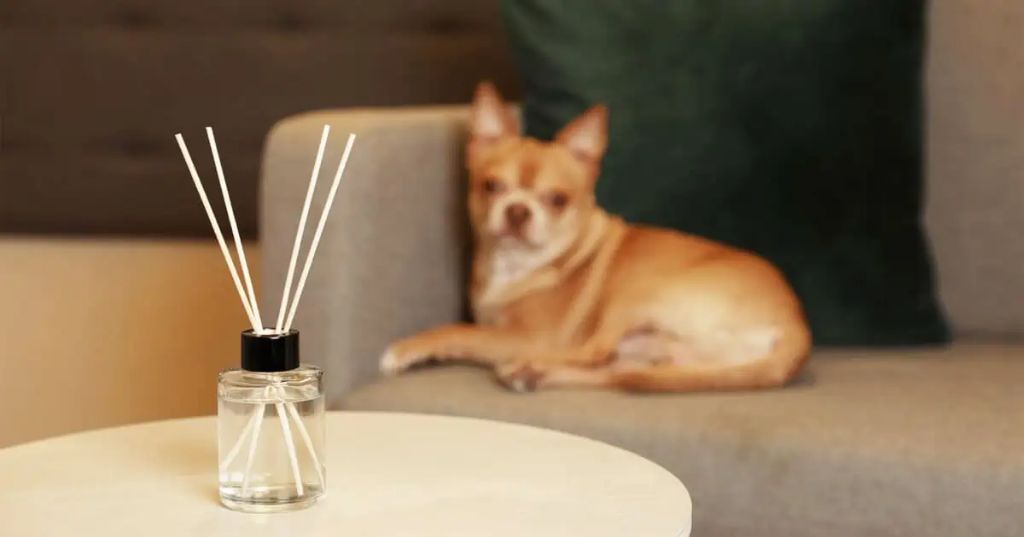 a reed diffuser with rattan reeds placed up high on a shelf out of reach of a pet.