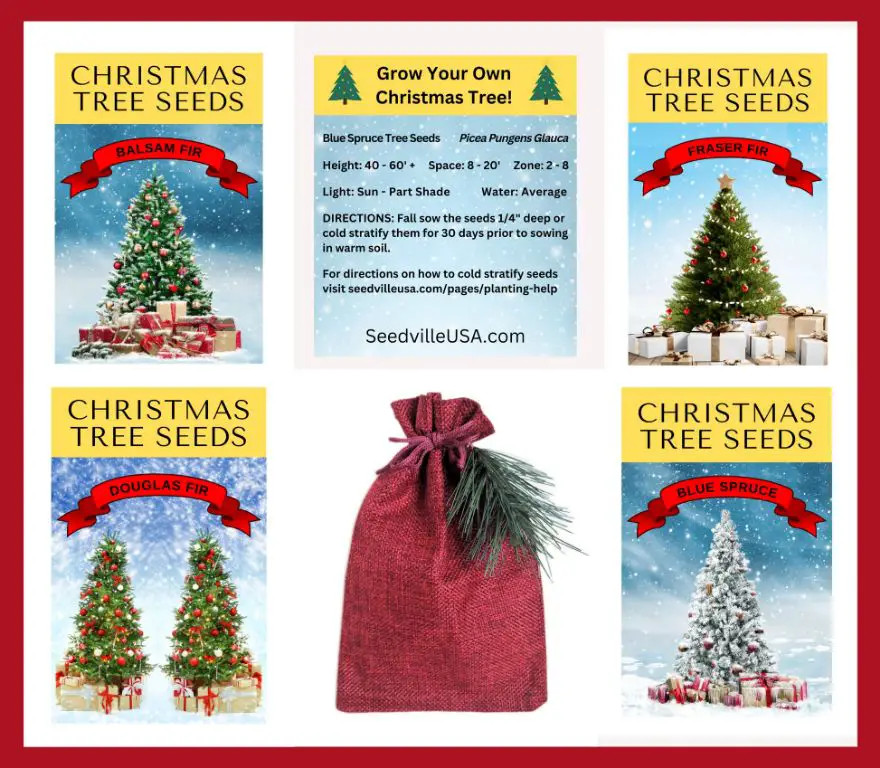 balsam scent is associated with christmas due to its use in trees and holiday decor