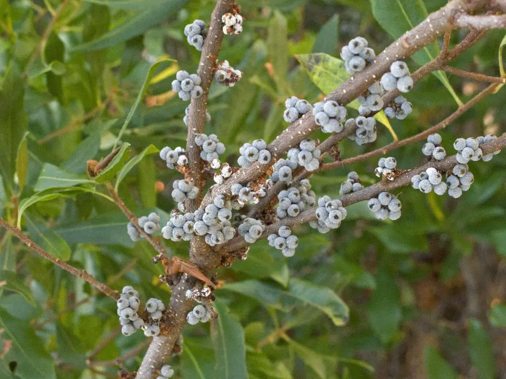 bayberry berries and leaves