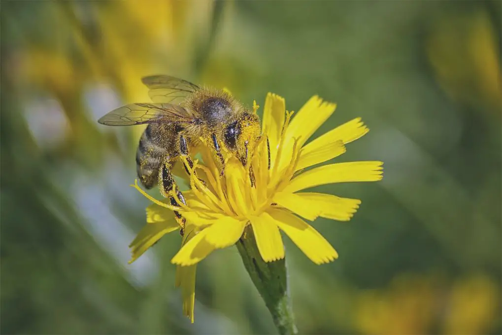 bees collecting nectar from flowers to produce beeswax for eco-friendly candles