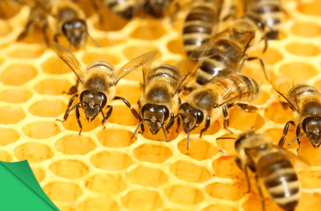 beeswax comes directly from honeybees who secrete it to build the walls of their honeycomb.