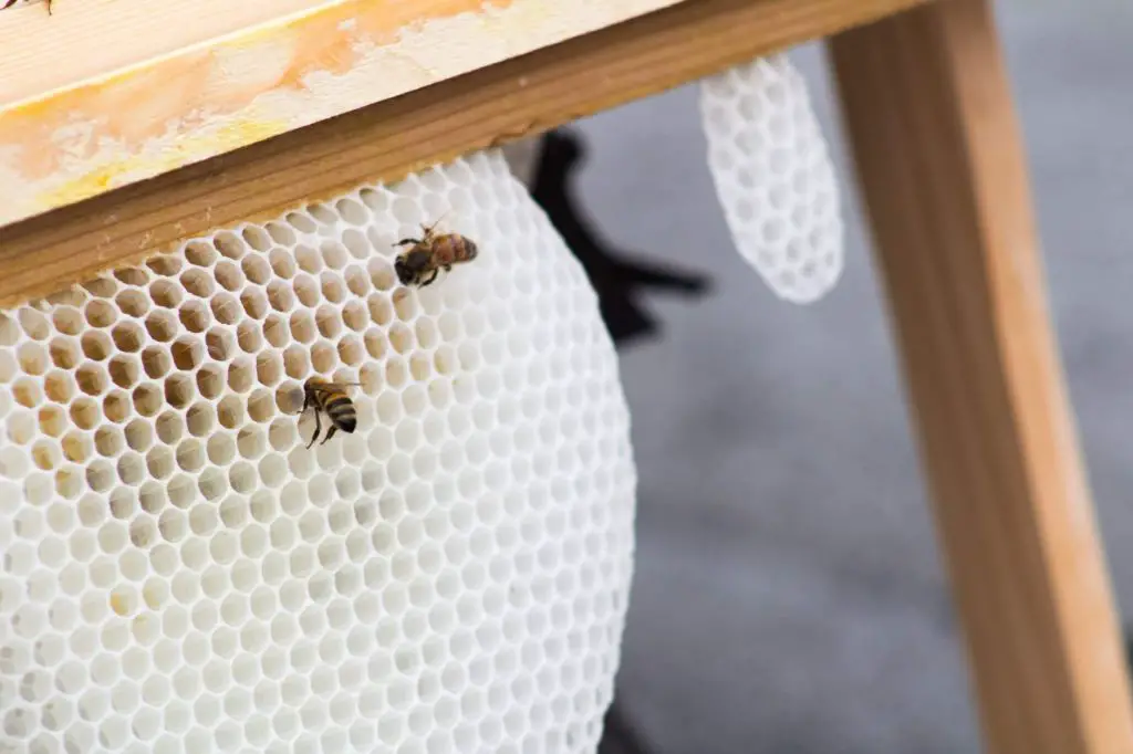 beeswax comes from honeycomb that beekeepers harvest from beehives.