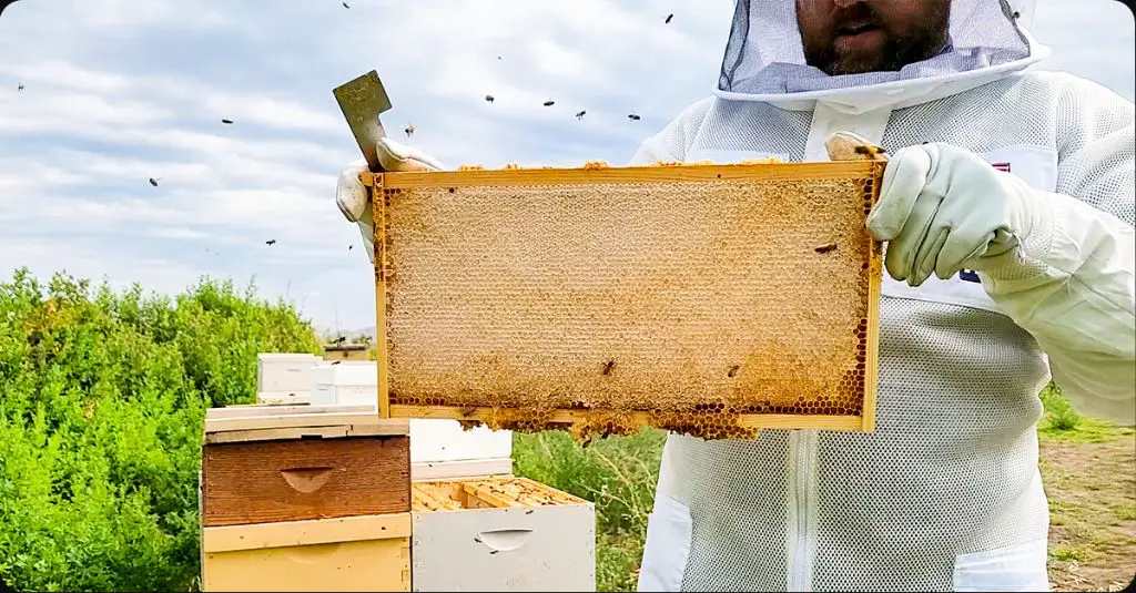 beeswax honeycombs being collected from a hive by a beekeeper.