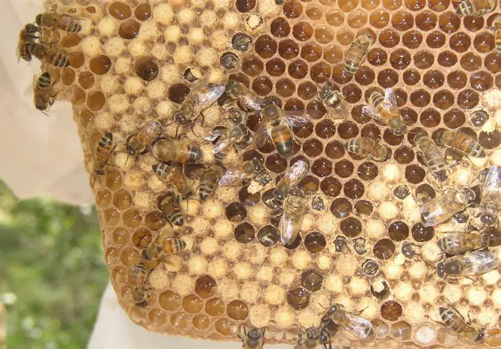 beeswax is produced by honey bees and used to build the honeycomb structure