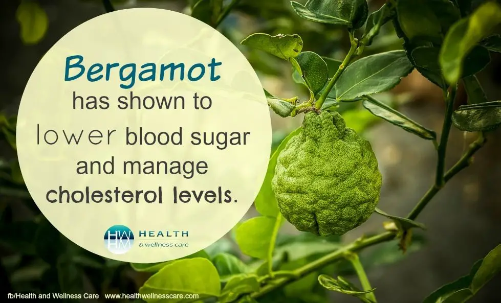 bergamot contains beneficial plant compounds that provide health benefits like lowering cholesterol, regulating blood sugar, promoting heart health, and aiding weight loss