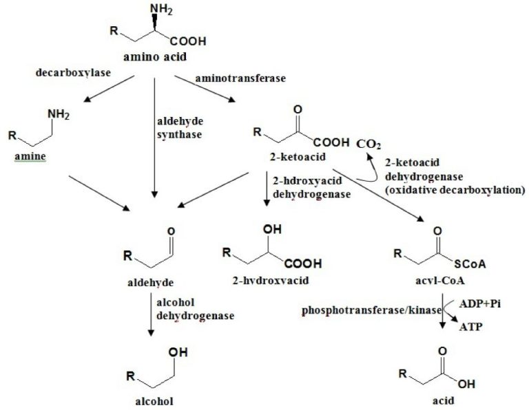 What Is The Black Current Scent?