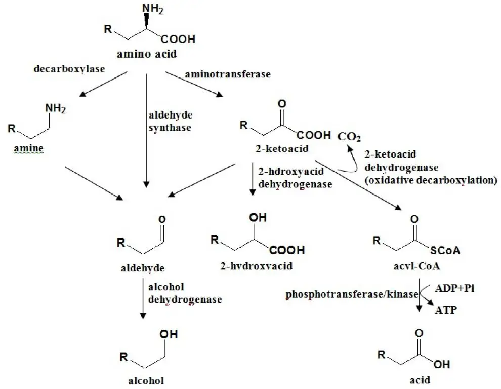 black currant's distinctive aroma comes from compounds like gamma-decalactone, 4-methoxy-2-methylbutan-2-ol, and monoterpenes.