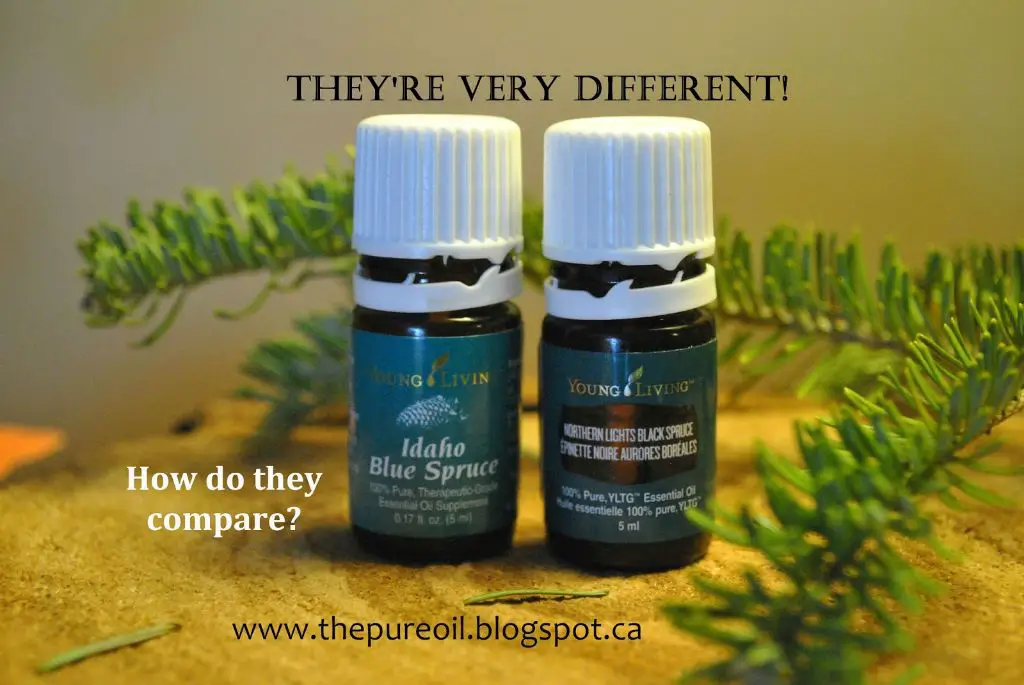 black spruce and blue spruce essential oils in jars