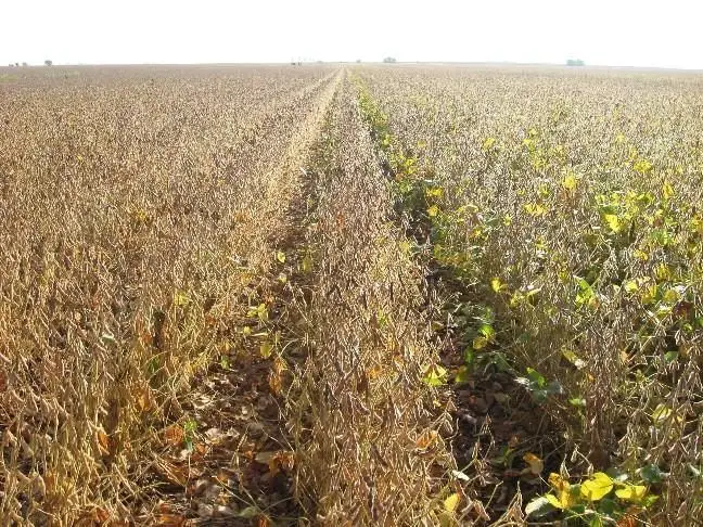 bushels of harvested soybeans.