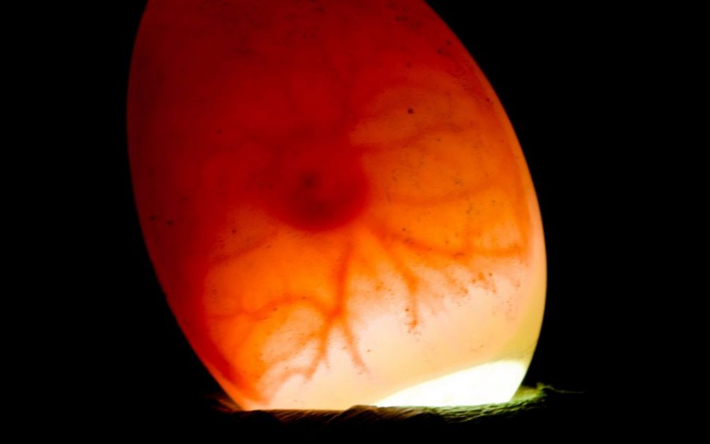 candling reveals egg interior quality