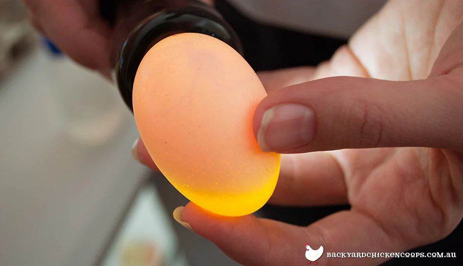 candling utilizes light to provide information about fertility and embryo development inside an egg without cracking it open.