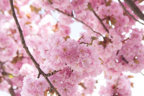 What Do Cherry Blossoms Smell Like?