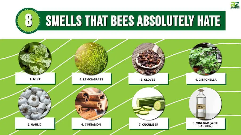 citronella oil repels bees through its strong aroma that overwhelms bees' sense of smell