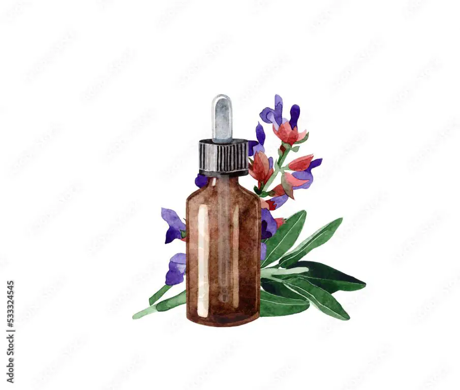 clary sage essential oil bottles with leaves in background.