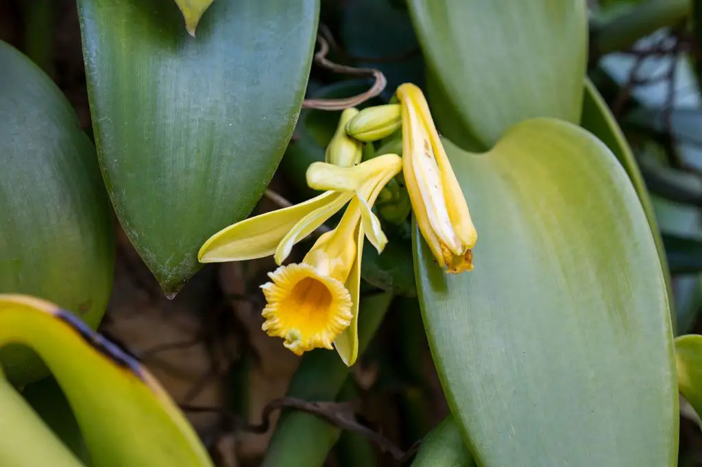 close up of vanilla orchid flowers growing on a vine.