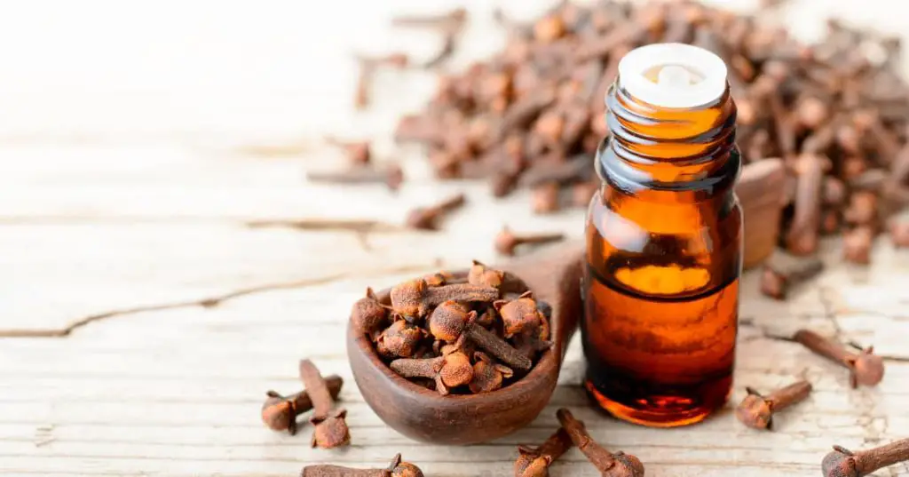 cloves have a very distinct, sweet and spicy aroma from the essential oil eugenol that gives them their fragrance.