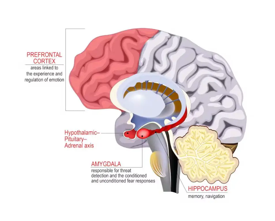 cloves trigger holiday memories and emotions in the brain.