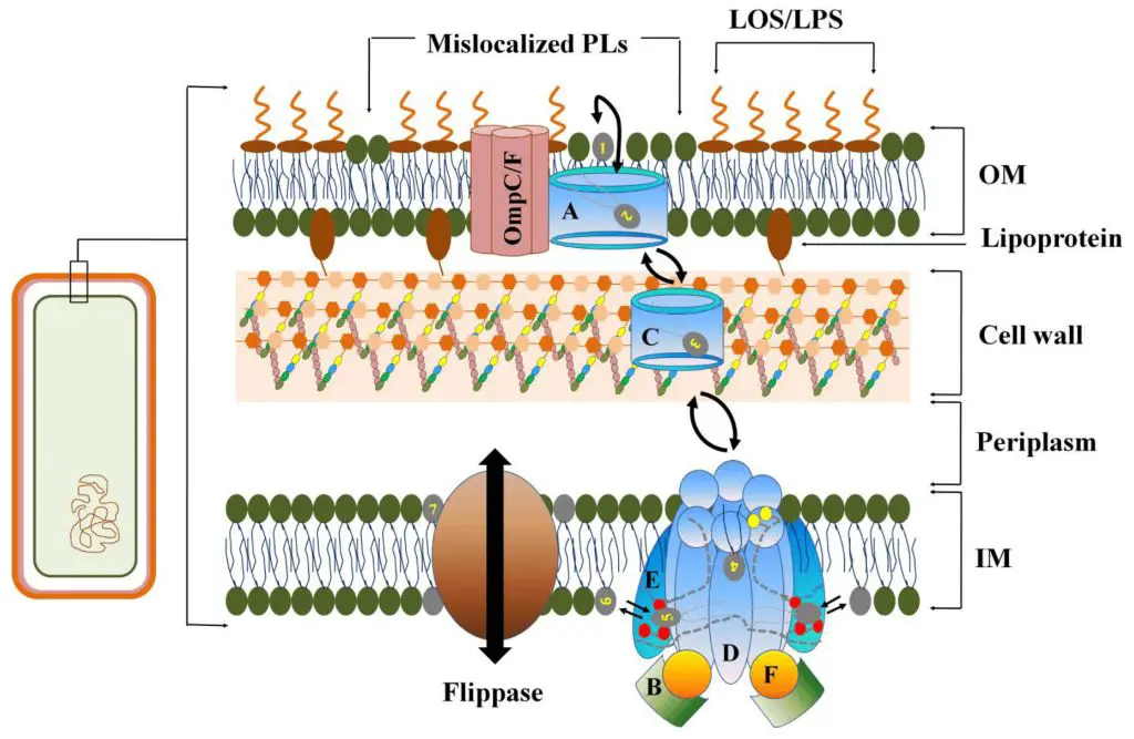 diagram of terpenes penetrating the cell membrane of a bacteria cell.