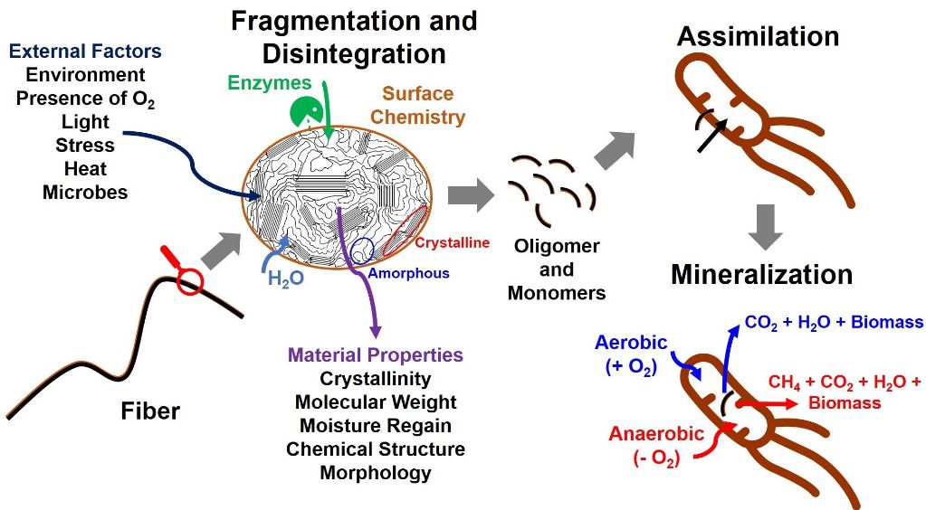 diagram showing the biodegradation process of wax by microorganisms