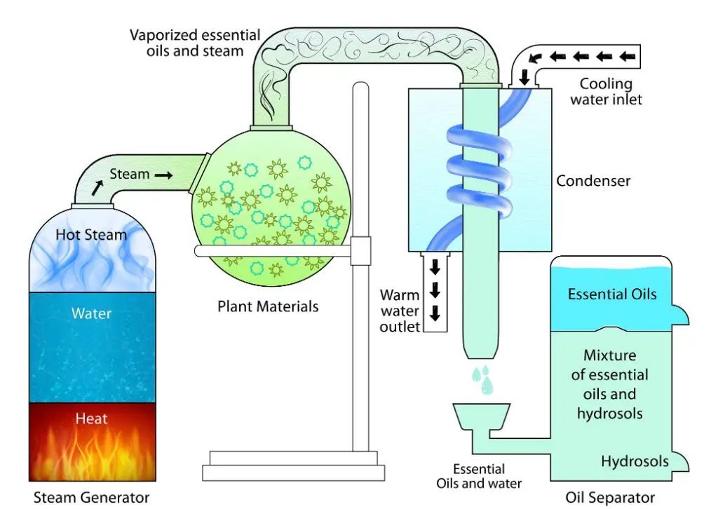 essential oil extraction equipment used to produce lily of the valley oil