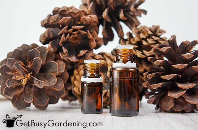 How Long Does Scented Pine Cones Last?