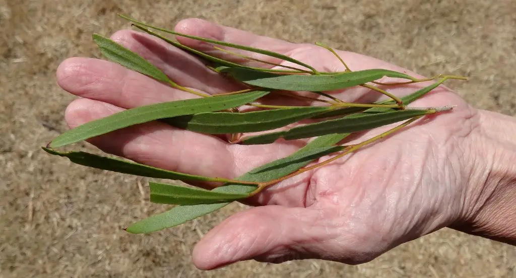 eucalyptus leaves are carefully hand-picked or mechanically harvested for oil extraction.