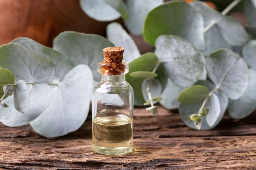 eucalyptus oil could provide natural pain relief by reducing inflammation when applied topically to sore muscles or joints