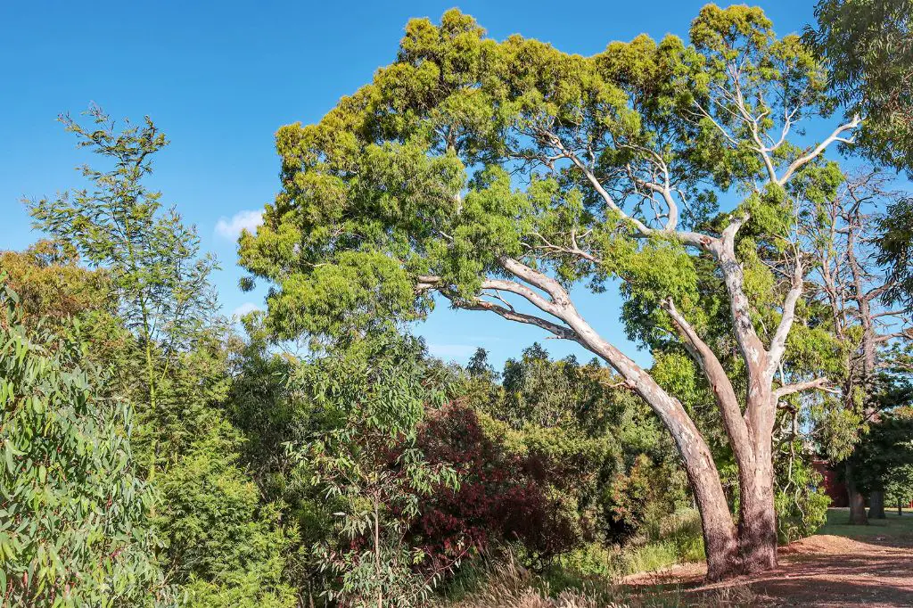 eucalyptus trees have smooth, mottled bark and long, hanging leaves while peppermint plants have square stems with oppositely arranged, serrated leaves