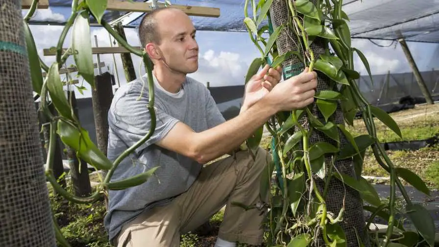 farmer standing in vanilla orchid plantation and holding up freshly harvested vanilla pods.