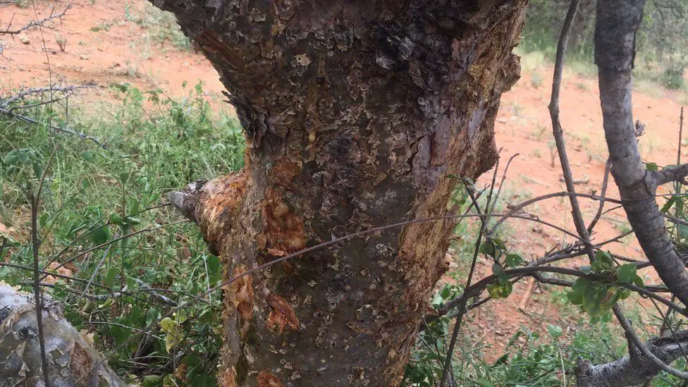 frankincense resin bleeding from a tree trunk