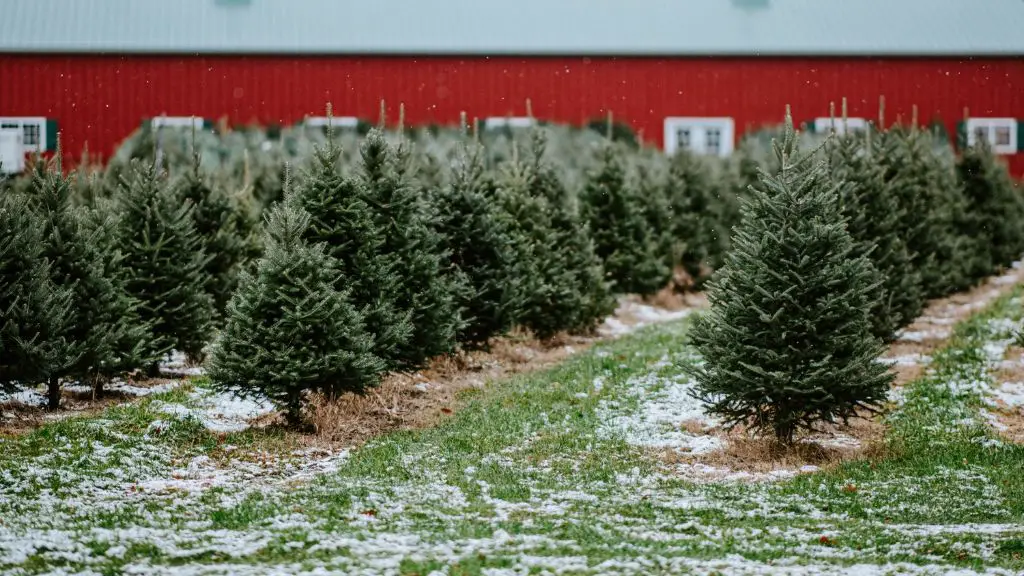 frasier fir christmas tree emitting pine scent