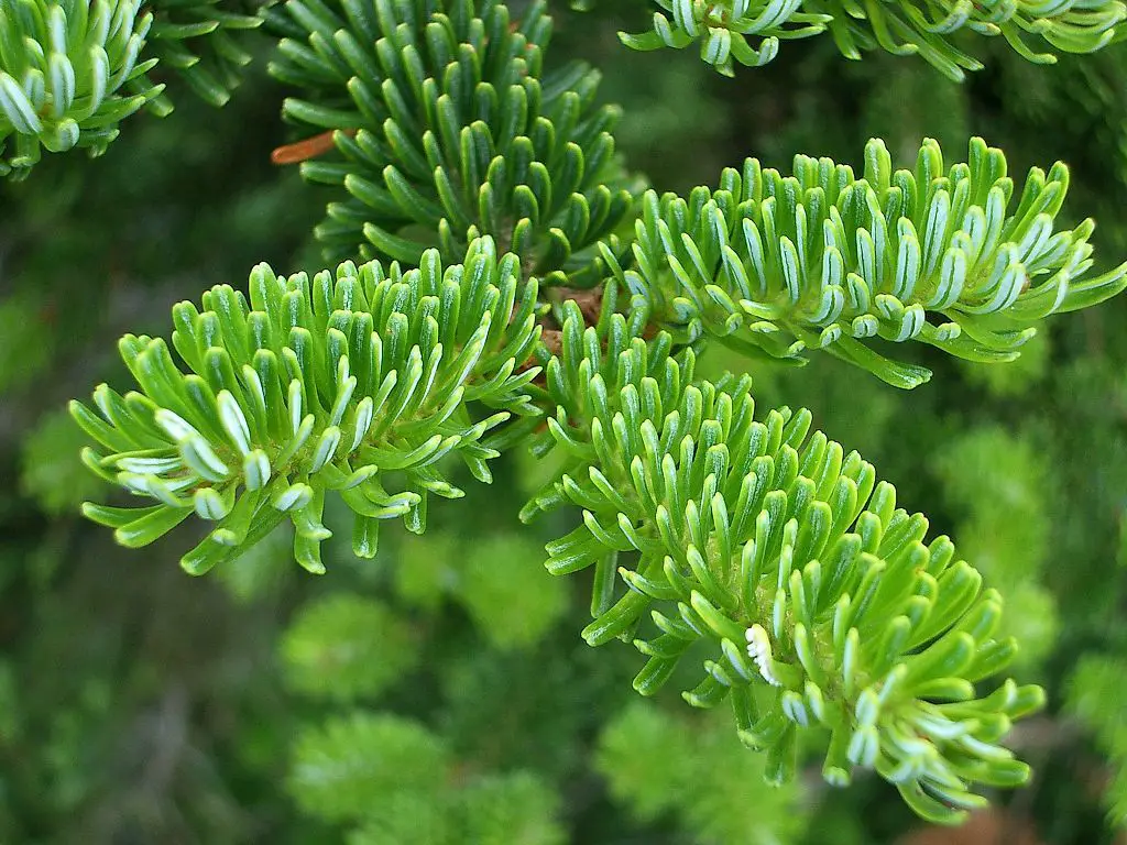 frasier firs get their christmas scent from specialized terpenes