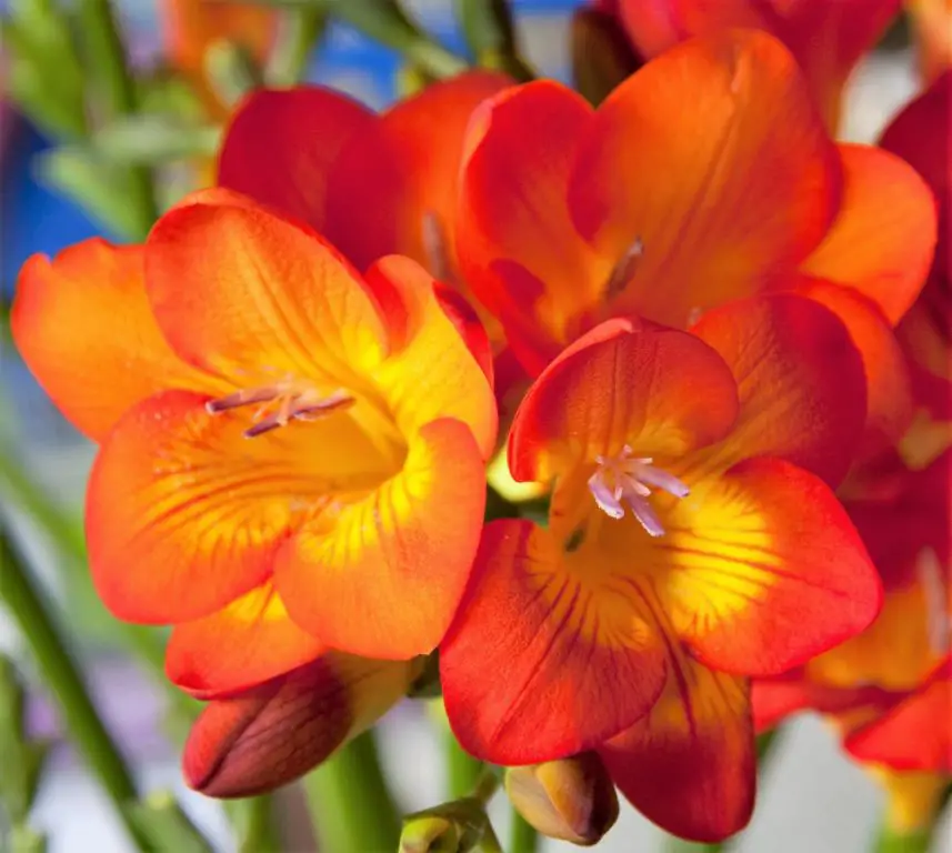 freesia flowers come in a variety of colors like white, yellow, pink, orange, purple, and red.