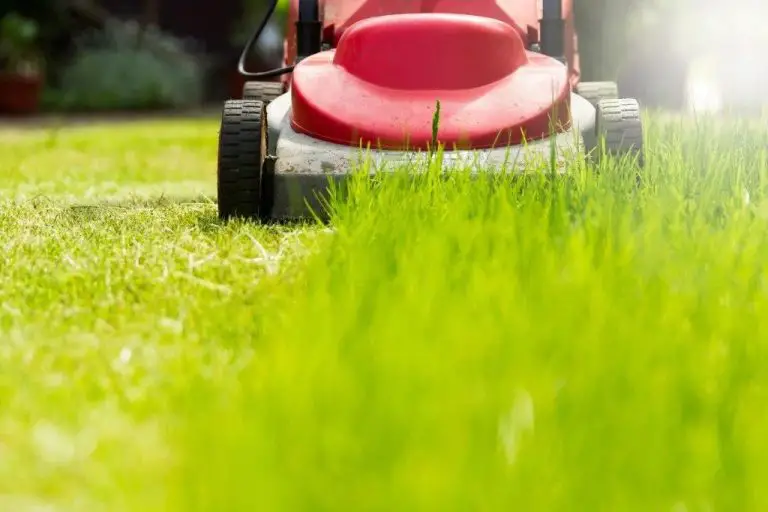 What Is The Smell Of Freshly Cut Grass Called?