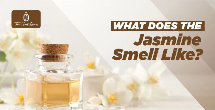 What Scent Is Similar To Jasmine?