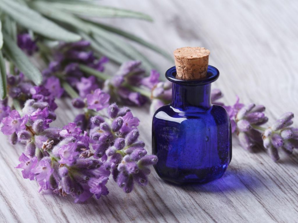 lavender flowers used for essential oil extraction