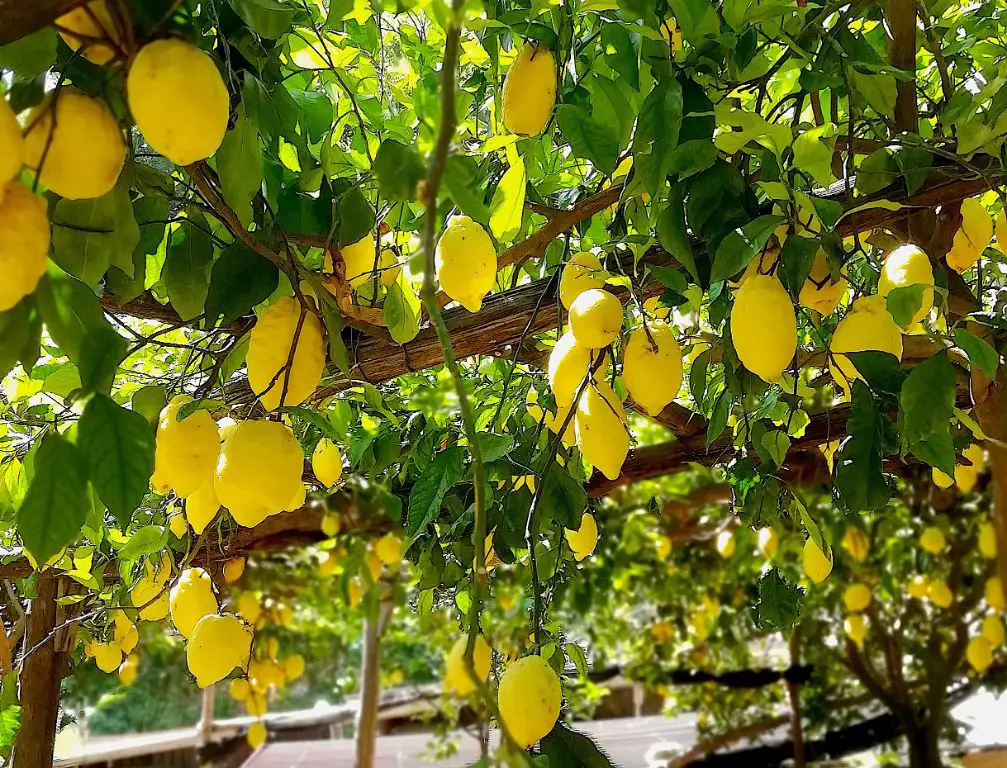 lemons growing on the terraced hills of the amalfi coast